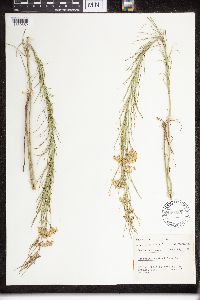 Asclepias verticillata image