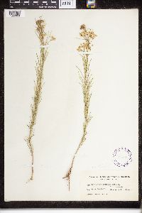 Asclepias verticillata image