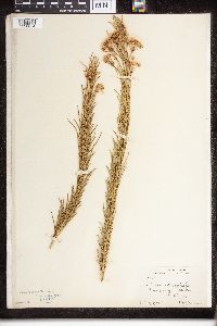 Asclepias verticillata image