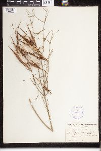Asclepias verticillata image