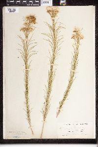 Asclepias verticillata image