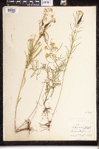 Asclepias verticillata image