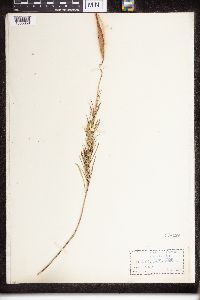 Asclepias verticillata image