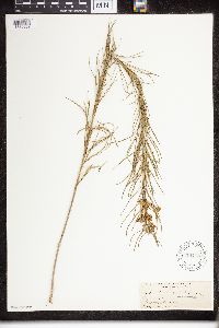 Asclepias verticillata image