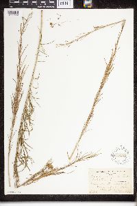 Asclepias verticillata image