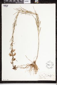 Asclepias verticillata image