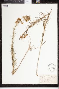 Asclepias verticillata image