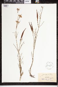 Asclepias verticillata image