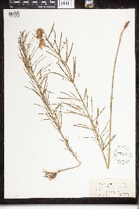 Asclepias verticillata image