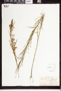 Asclepias verticillata image