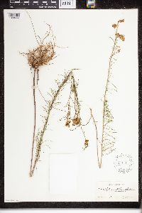 Asclepias verticillata image