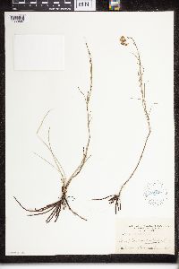 Asclepias verticillata image