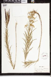 Asclepias verticillata image