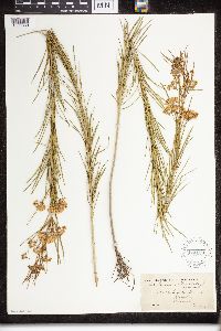 Asclepias verticillata image