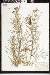 Asclepias verticillata image