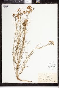 Asclepias verticillata image