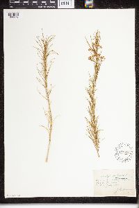 Asclepias verticillata image