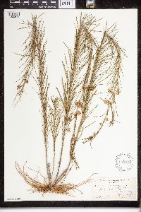 Asclepias verticillata image