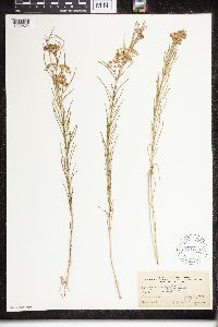 Asclepias verticillata image