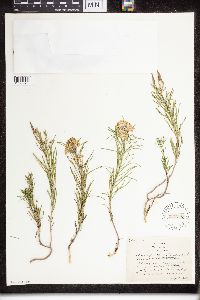 Asclepias verticillata image