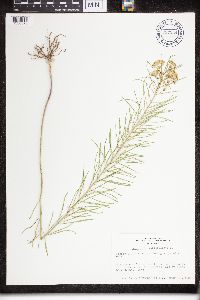 Asclepias verticillata image