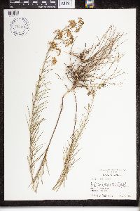 Asclepias verticillata image