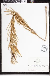 Asclepias verticillata image