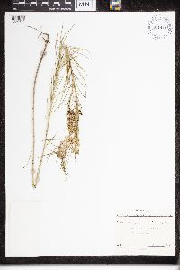 Asclepias verticillata image