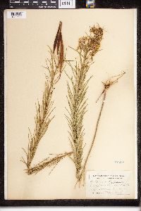 Asclepias verticillata image