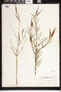 Asclepias verticillata image