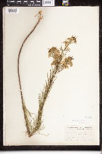 Asclepias verticillata image