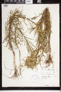 Asclepias verticillata image