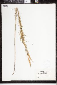 Asclepias verticillata image