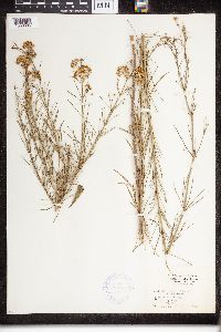 Asclepias verticillata image