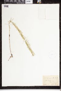 Asclepias verticillata image