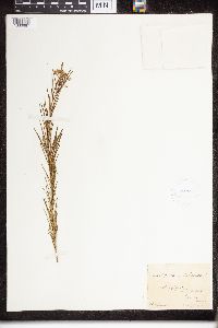 Asclepias verticillata image