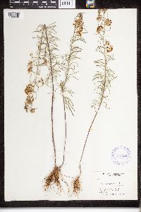 Asclepias verticillata image