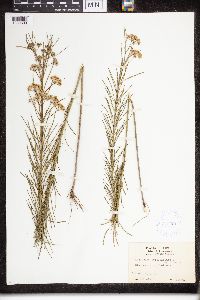 Asclepias verticillata image