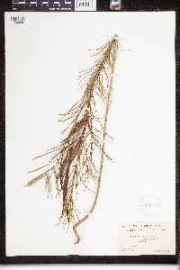 Asclepias verticillata image