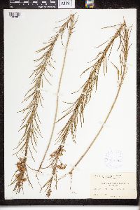 Asclepias verticillata image