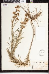 Asclepias verticillata image