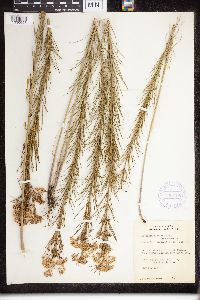 Asclepias verticillata image