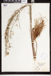 Asclepias verticillata image