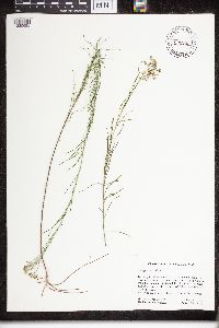 Asclepias verticillata image