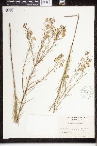 Asclepias verticillata image