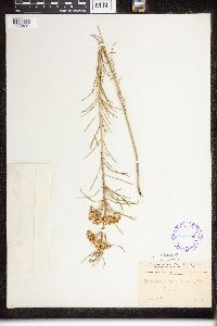 Asclepias verticillata image