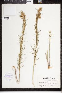 Asclepias verticillata image