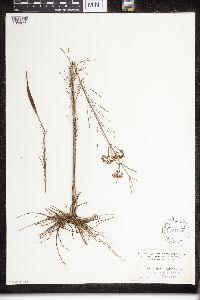 Asclepias verticillata image