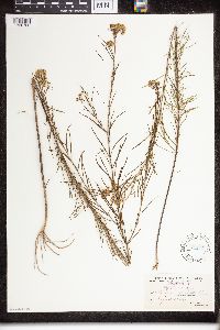 Asclepias verticillata image