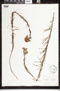 Asclepias verticillata image